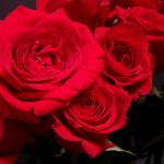 picture of roses for tapenews.com