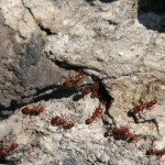Keep fire ants away with gaffers tape-Thetapeworks.com