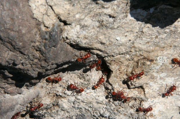 Got Ants In Your Pants?  Here’s The Cure