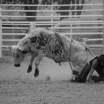 rodeo bull