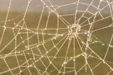 MIT Scientists Turn To Spiders For New Tape Technology