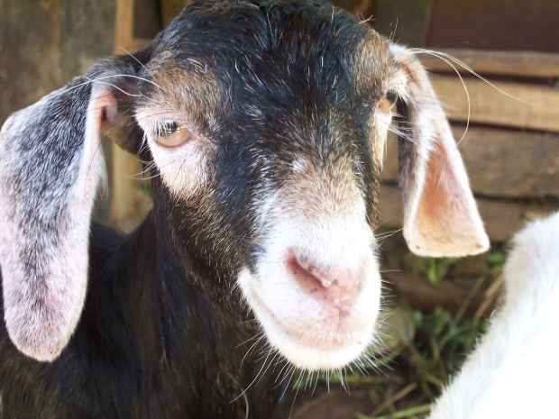 Bahhhhhhd Crooks Use Duct Tape To Steal Goats